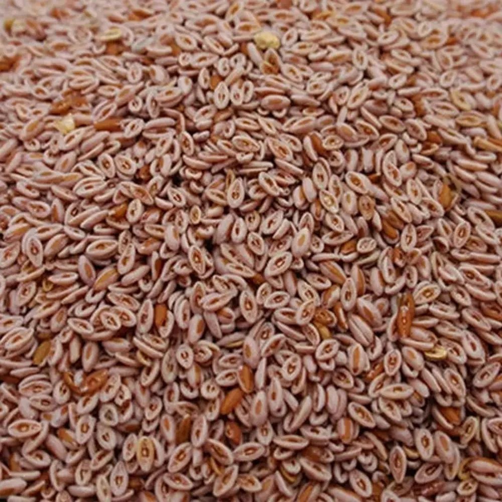 psyllium Seeds