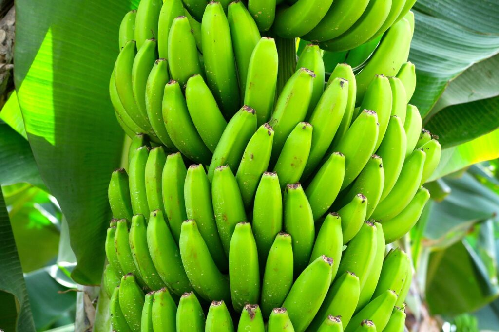 Fresh Banana