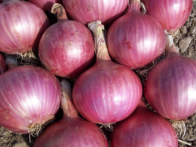 Fresh Onion