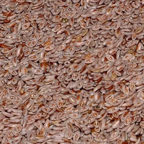 psyllium seeds